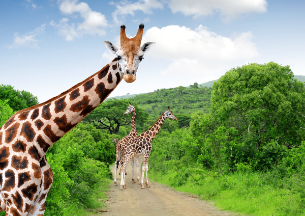 Window Tours- Kruger National Park (2)