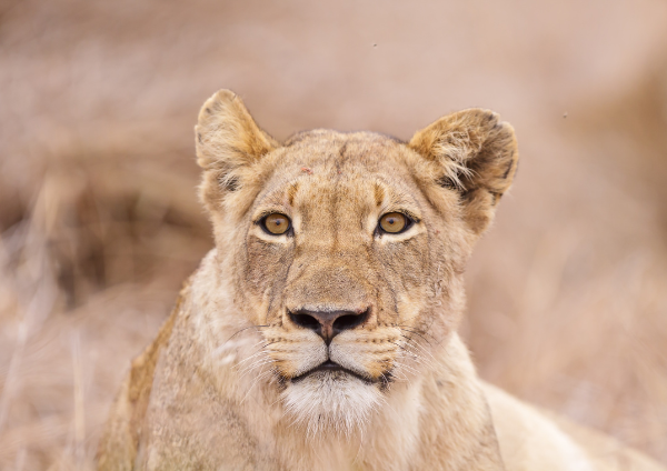 Window Tours- Kruger National Park (3)