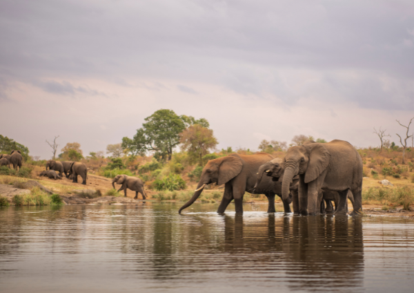 Window Tours- Kruger National Park (4)